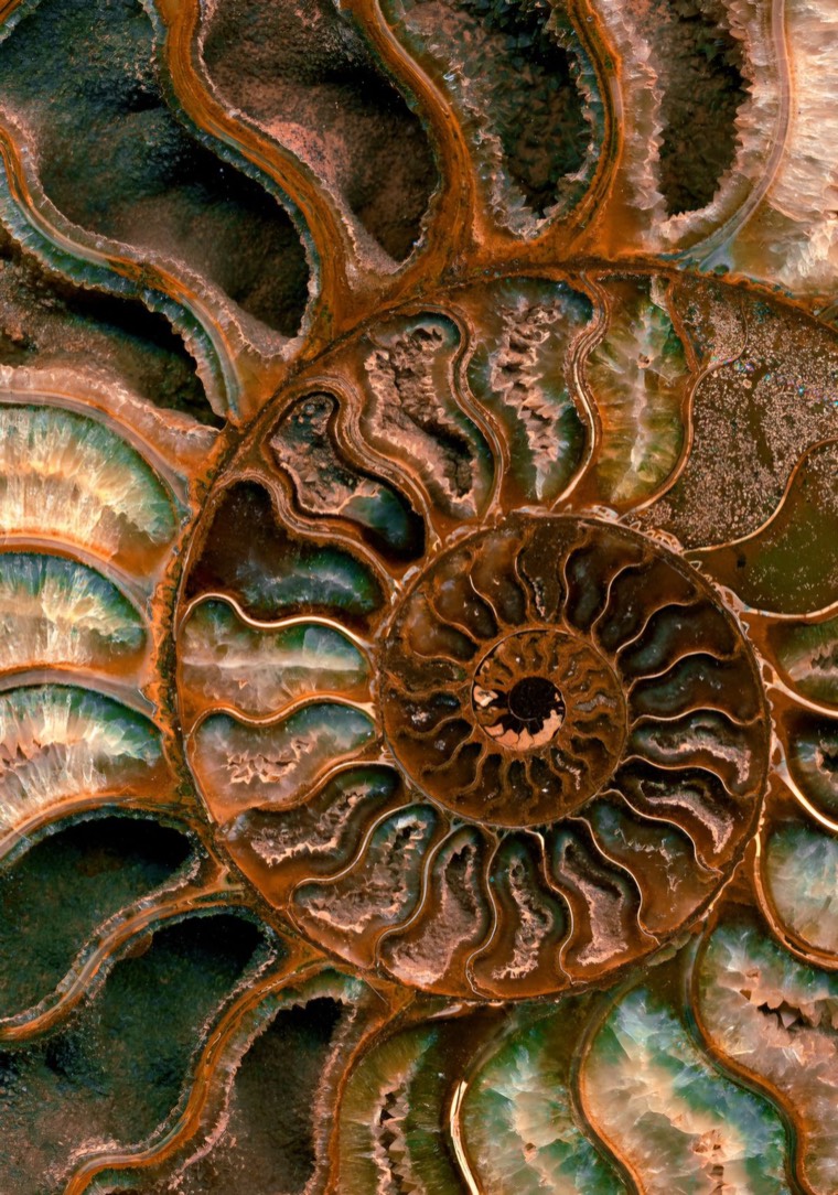 Corte de un amonites fósil con su espiral de cámaras