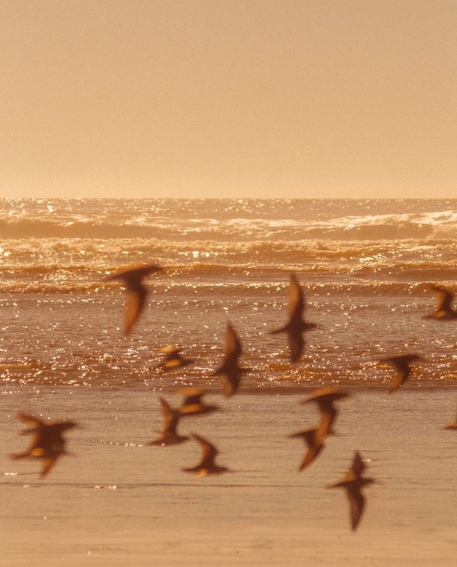 Bandada de pájaros volando sobre el mar al atardecer